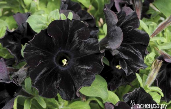 Цветы черной окраски, как вы к