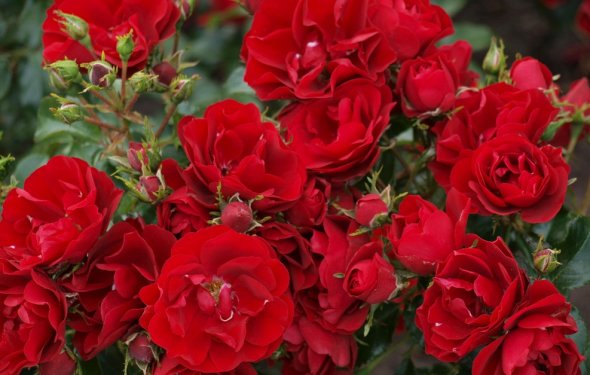 Роза Rosarium Uetersen