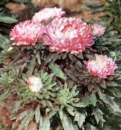 астра китайская, каллистефус китайский (Callistephus chinensis), фото фотография, растения цветы