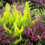 Calluna-vulgaris_Вереск в дизайне сада