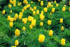 фото тюльпаны - сад одного цветка