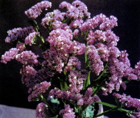 Гвоздичник (Limonium sinuatum) выращивают главным образом для сушки цветков. Срезанные цветы в период интенсивного цветения связывают в небольшие пучки и вешают для сушки в темном проветриваемом помещении