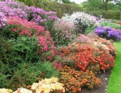 Хризантемы, анемоны, астры, георгины... Осенние цветники в Ботаническом саду Королевского садоводческого сообщества Великобритании в Уизли (Суррей, ю. Англия)