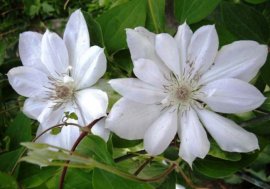 Клематис «Ланугиноза» формирует цветки на побегах как прошлого, так и текущего года