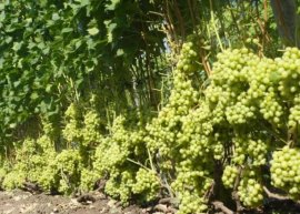 Кусты винограда «Настя» отличаются средней, но чаще сильной рослостью