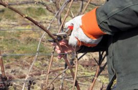 Обрезку виноградных кустов требуется проводить регулярно, в период покоя лозы