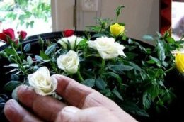 Как правильно ухаживать за комнатными розами в домашних условиях Особенности ухода за комнатными розами