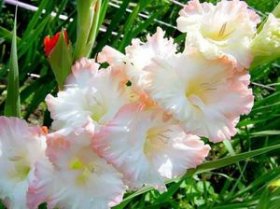 Правила выращивания гибридных садовых гладиолусов