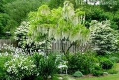 Сад Sissinghurst White Garden