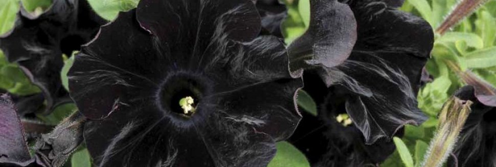 Черная Астра Цветок