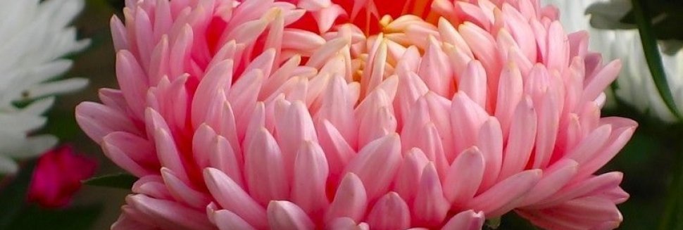 Крупноцветковые Астры Сорта