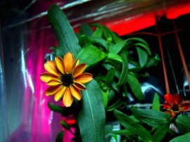 В космосе впервые зацвел цветок: на МКС распустилась астра-циния