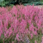 Вереск обыкновенный 'Aphrodite' Calluna vulgaris