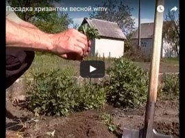 Видео посадки хризантемы
