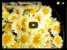 Видео ухода за хризантемой
